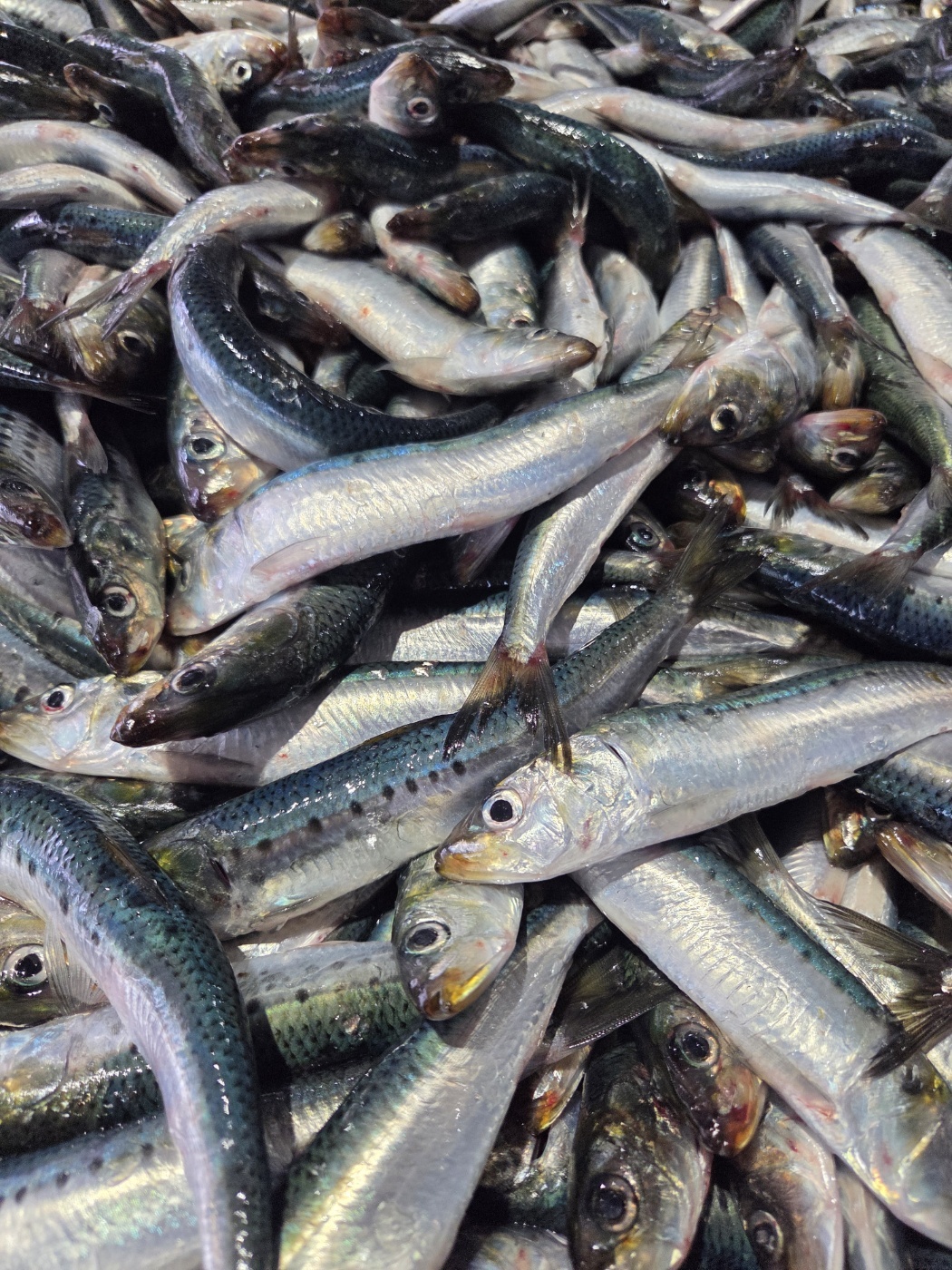 Sardine