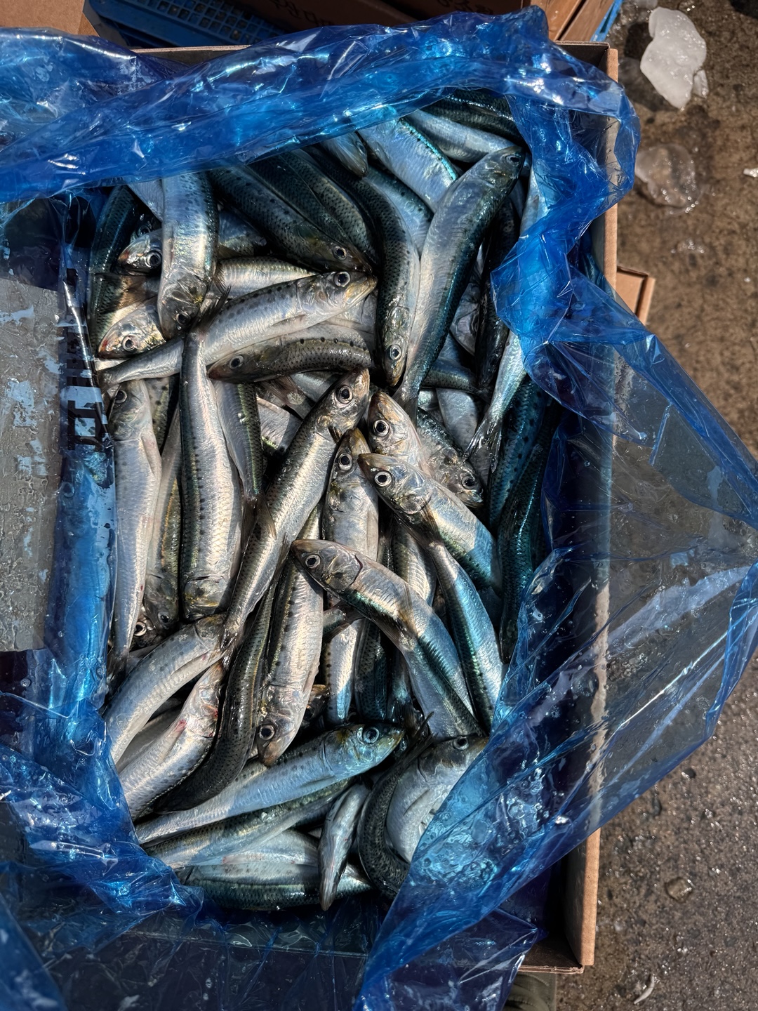 Sardine
