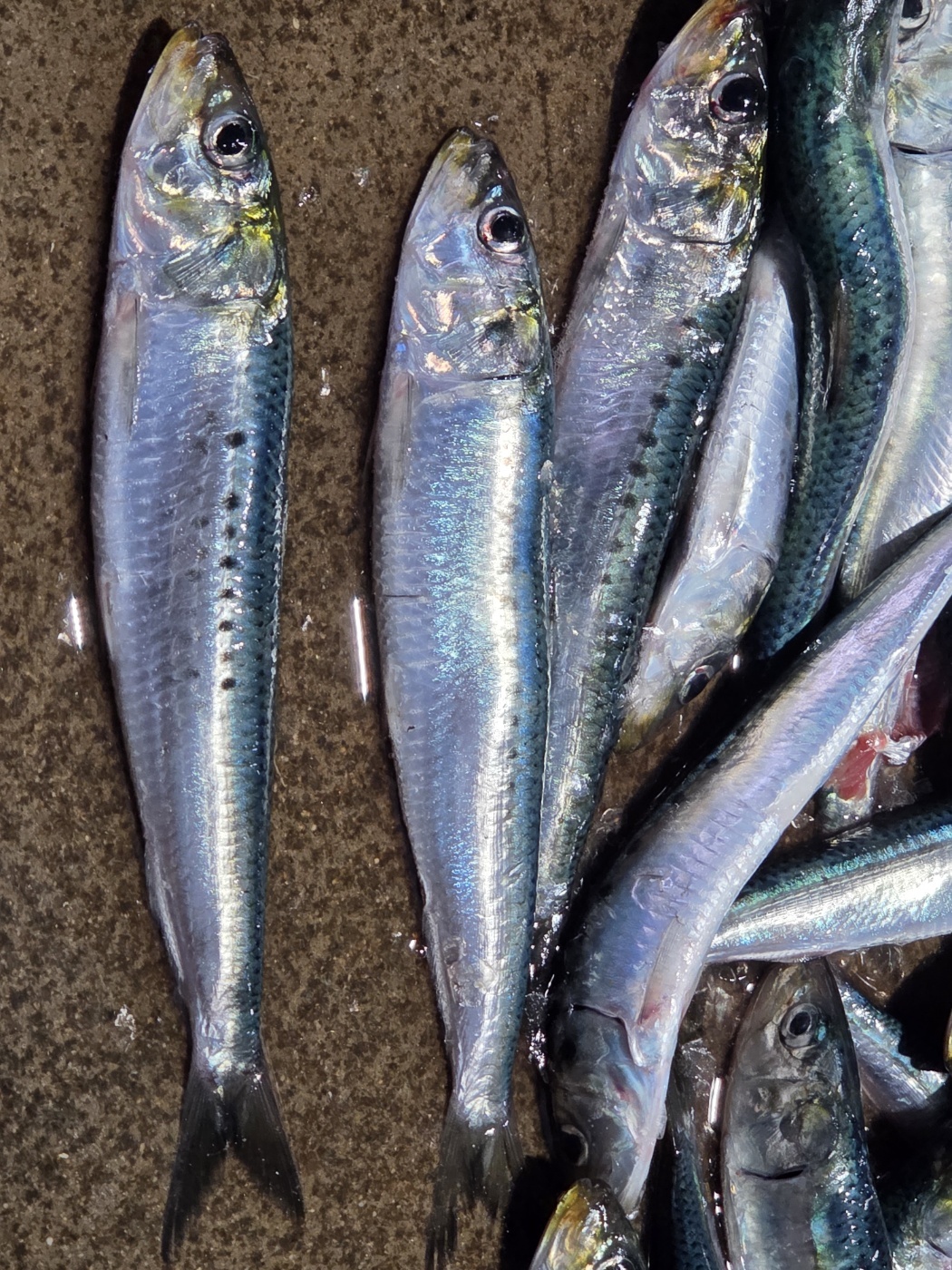 Sardine