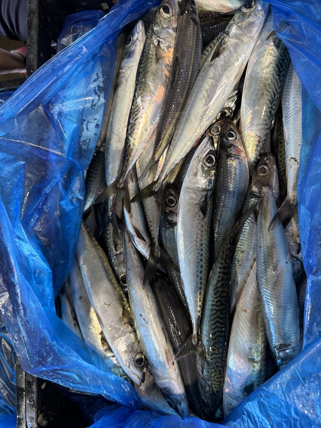 Mackerel