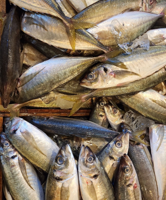 Horse Mackerel