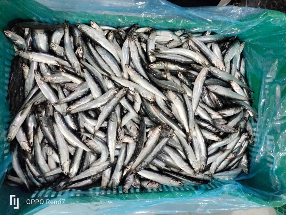 Anchovy