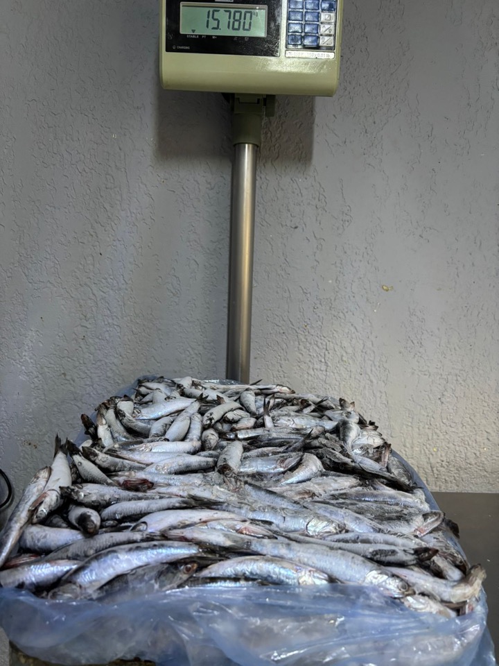 Anchovy