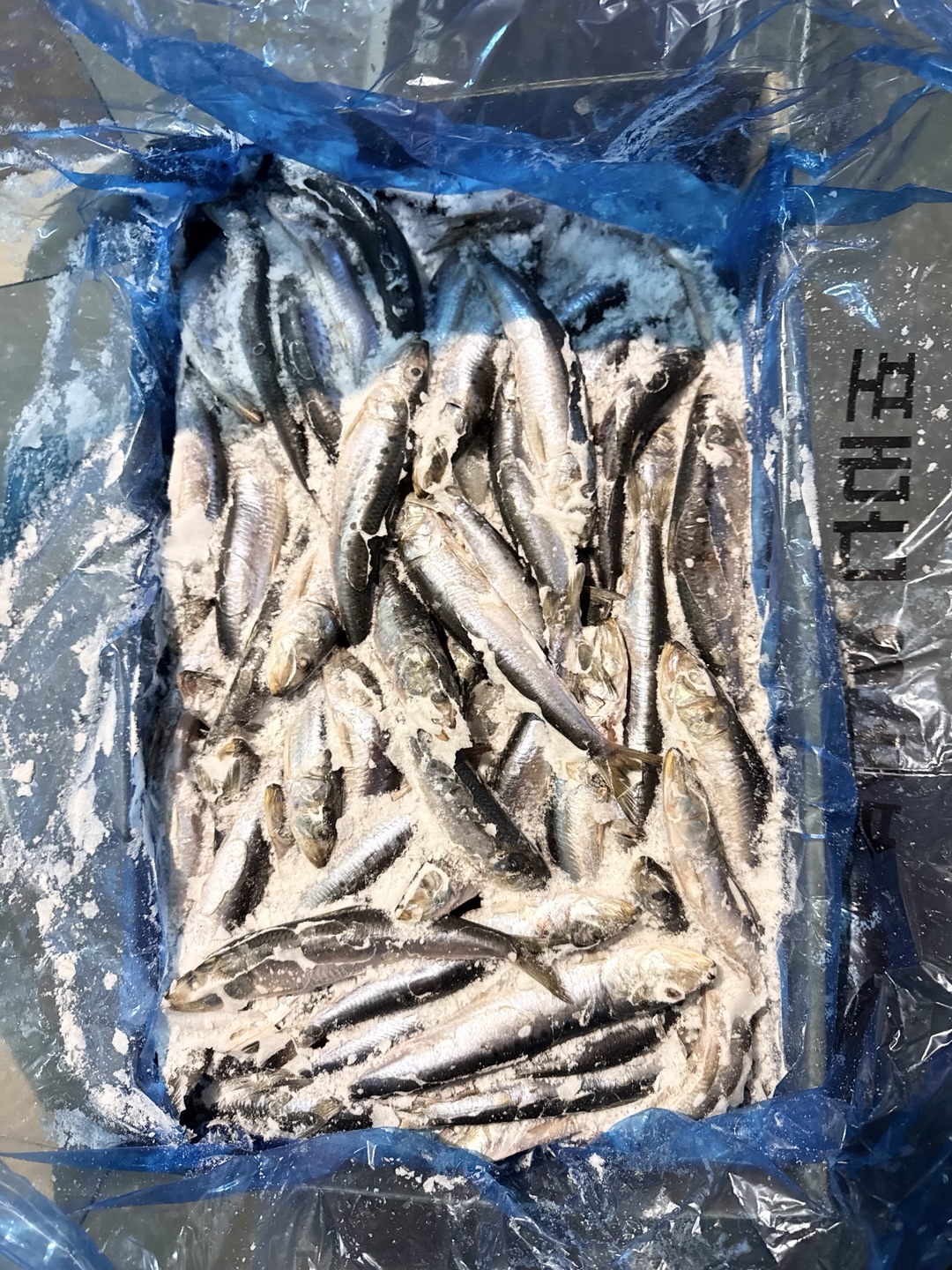 Sardine